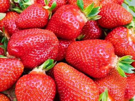 Pile of fresh harvested ripe strawberries (Fragaria × ananassa). Full frame. Harvesting strawberry red fruit with green leaves. Organic farming, healthy food, back to nature concept.の写真素材