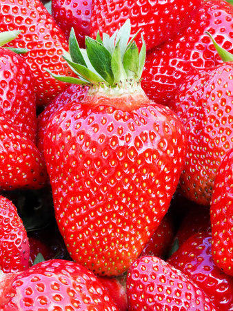 Pile of fresh harvested ripe strawberries (Fragaria × ananassa). Full frame. Harvesting strawberry red fruit with green leaves. Organic farming, healthy food, back to nature concept.の写真素材