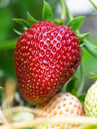 Close-up of growing red ripe strawberry (Fragaria Ã ananassa) on stem in garden. Detail of fresh fruit with green leaves. Organic farming, healthy food, back to nature concept.の写真素材