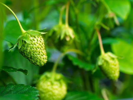 Close-up of growing green unripe strawberry (Fragaria × ananassa) on stem in garden. Detail of fresh fruit with green leaves. Organic farming, healthy food, back to nature concept.の写真素材