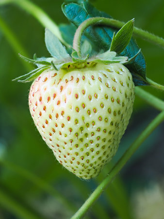 Close-up of growing green unripe strawberry (Fragaria × ananassa) on stem in garden. Detail of fresh fruit with green leaves. Organic farming, healthy food, back to nature concept.の写真素材