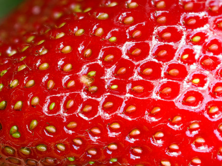 Close-up of red ripe strawberry (Fragaria × ananassa) showing seeds. Detailed surface macro shot of texture of fresh fruit.の写真素材