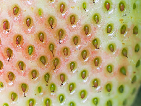 Close-up of green unripe strawberry (Fragaria Ã ananassa) showing seeds. Detailed surface macro shot of texture of fresh fruit. Organic farming, healthy food, back to nature concept.の写真素材