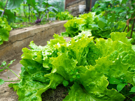 Fresh ripe heads of lettuce cabbage (Lactuca sativa) in homemade greenhouse plot. Vegetable patch...