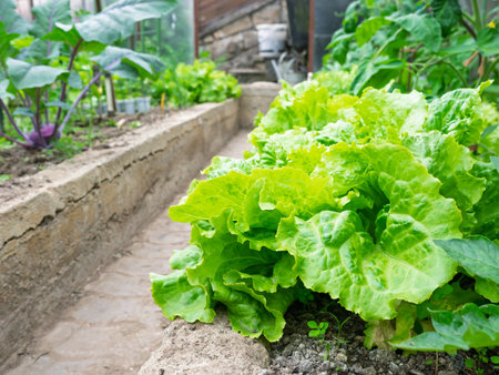 Fresh ripe heads of lettuce cabbage (Lactuca sativa) in homemade greenhouse plot. Vegetable patch with other plants in background. Organic farming, healthy food, back to nature concept.の写真素材