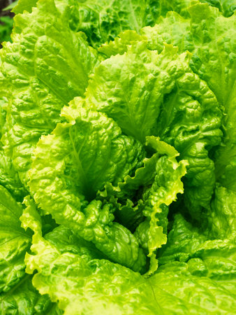 Fresh ripe head of lettuce cabbage (Lactuca sativa) with lots of leaves growing in homemade garden. Close-up. Organic farming, healthy food, back to nature concept.の写真素材