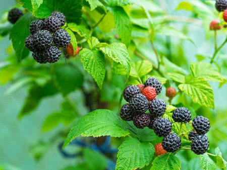 Bunch of ripe Black raspberries (Rubus occidentalis L.) growing on stem in garden. Detail of fresh...