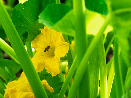 Beautiful yellow flower of blooming pumpkin. Detail of gourd plant in blossom in homemade garden,...