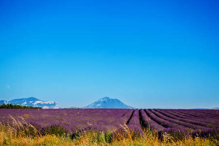 Lavender field on a background of mountainsの写真素材