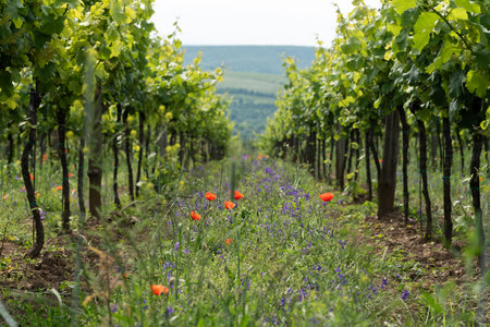 Green seeded cover crop in vineyard row middles, Palava, Pavlov, Czechiaの写真素材