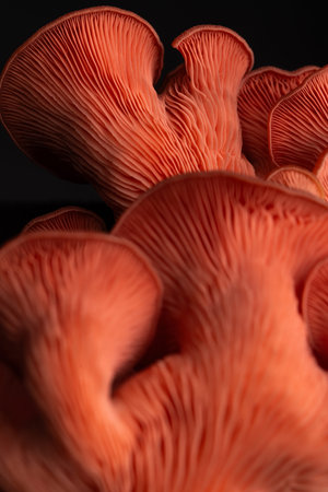 Detail photo of Pink Oyster. Pleurotus djamor, Hliva ruzova