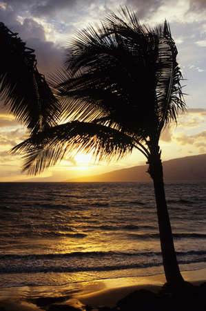 Palm tree at sunset on Maui, Hawaiiの写真素材