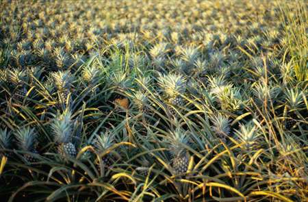 Ananasplantage auf der Insel Oahu, Hawaii in der Abendsonneの写真素材