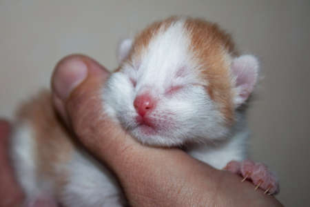 Red-and-white coloured kitten sleeps in handの写真素材