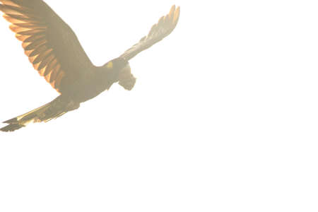 Black cockatoo feedingの写真素材