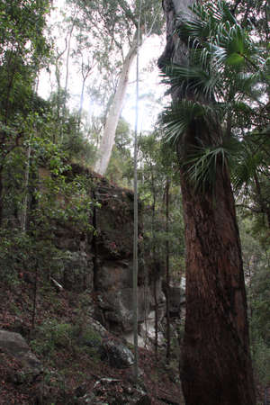 Mountainous forest