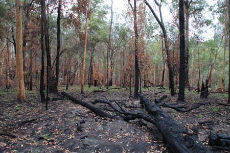 fallen treesの写真素材