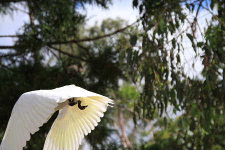 Cockatoo in flightの写真素材