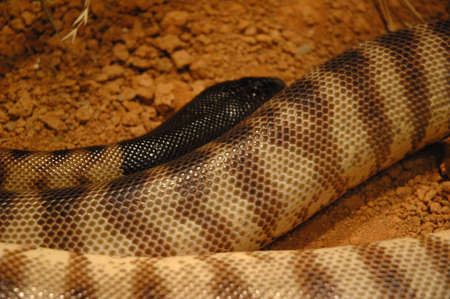 Taipan 