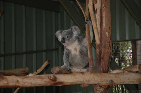 Koala in treeの写真素材