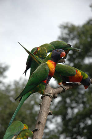 Parrots on a branch