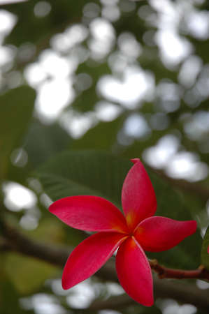 pink frangipniの写真素材