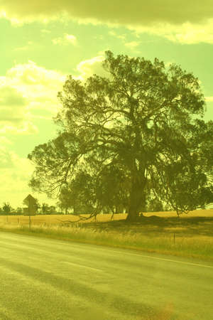 abundant treeの写真素材