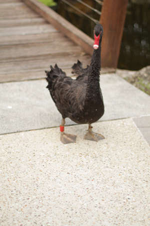 Black swan in the parkの写真素材