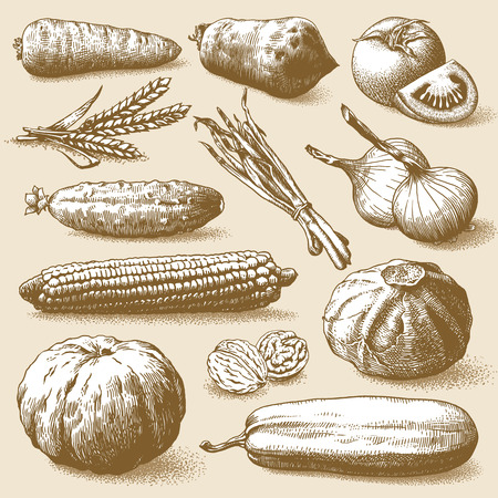 Set of vegetables, fruits and plants hand drawn vector illustrationのイラスト素材