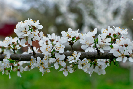 Beautiful cherry tree branch with white blossom flowers in spring time on the green blurred backgroundの写真素材