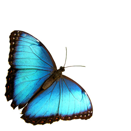 Isolated blue butterfly...の写真素材