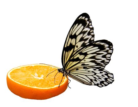 Butterfly sitting on an orange sliceの写真素材