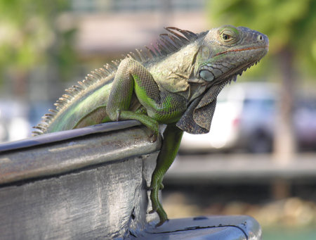 An iguana climbing on a ship...の写真素材