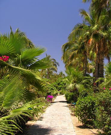 Tropical garden in Cabo San Lucas / Mexicoの写真素材