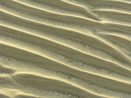 Sandy waves in the mud flats