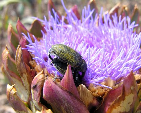 Bugs sitting on a wild artichoke blossomの写真素材