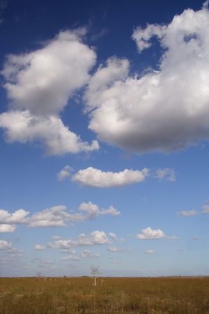 Panorama of the Evergladesの写真素材