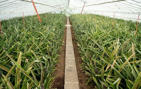 Small pineapple plants in a greenhouseの写真素材