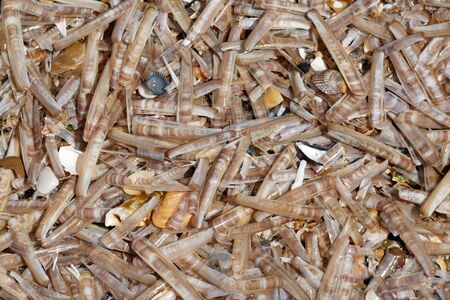 Variety of shells on the beach