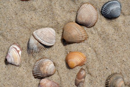 Variety of shells on the beach