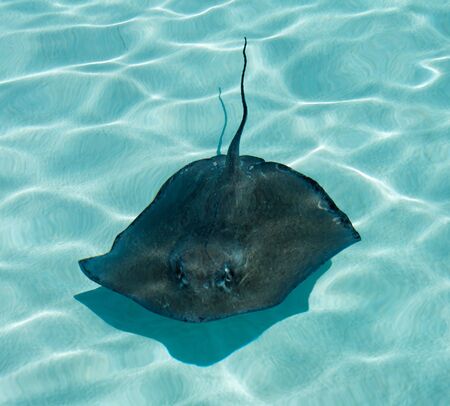 A stingray swimming in blue water