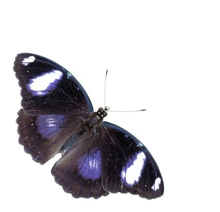Isolated butterflyの写真素材