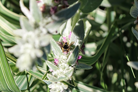 Bees