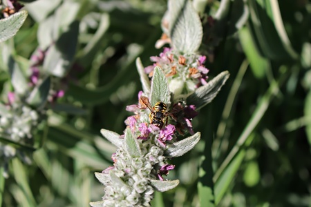 Bees