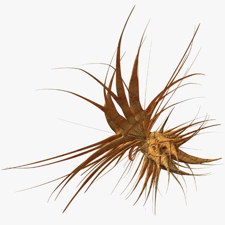 Tentacleの写真素材