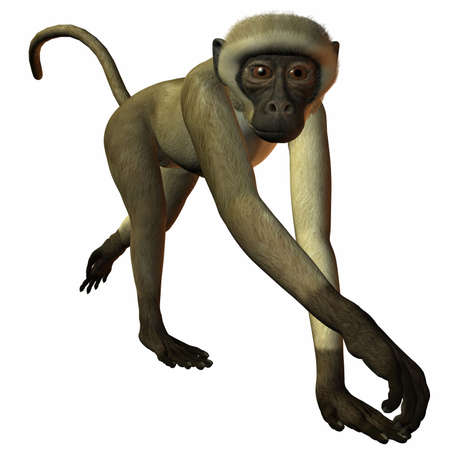Monkey