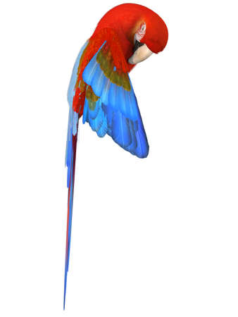 Macawの写真素材