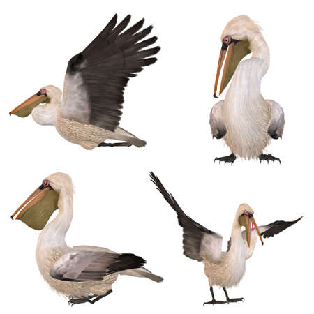 Brown Pelicanの写真素材