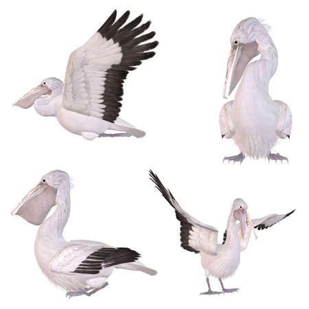 Spot-billed Pelicanの写真素材