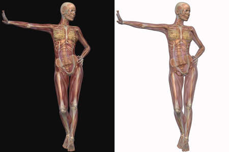 Female Skeleton With Transparent Musclesの写真素材